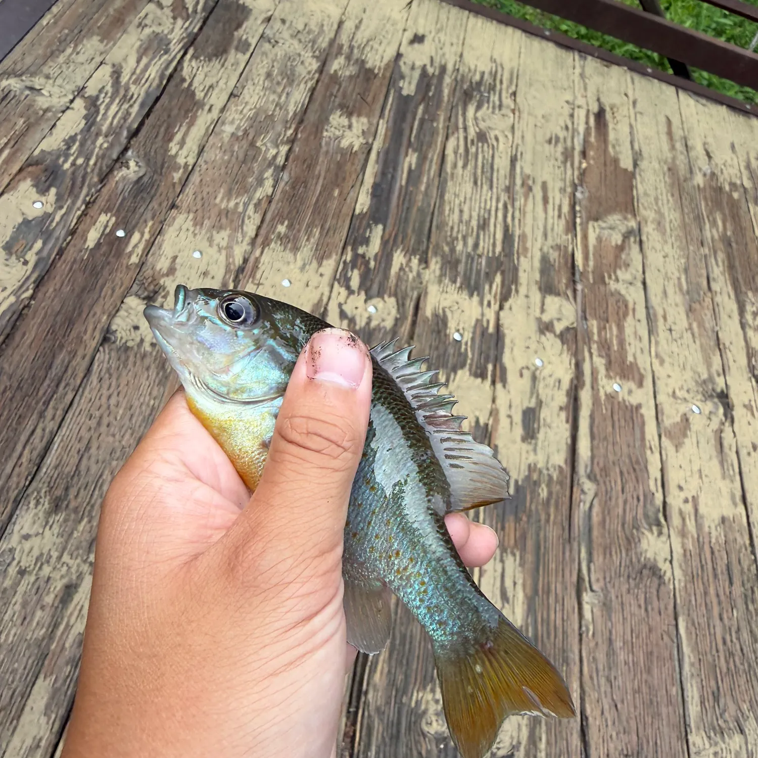 Redbreast sunfish caught on Fishbrain
