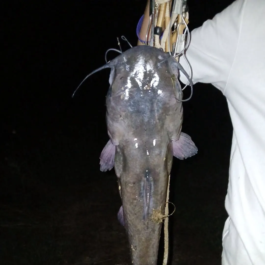 The most recent White bullhead catches on Fishbrain