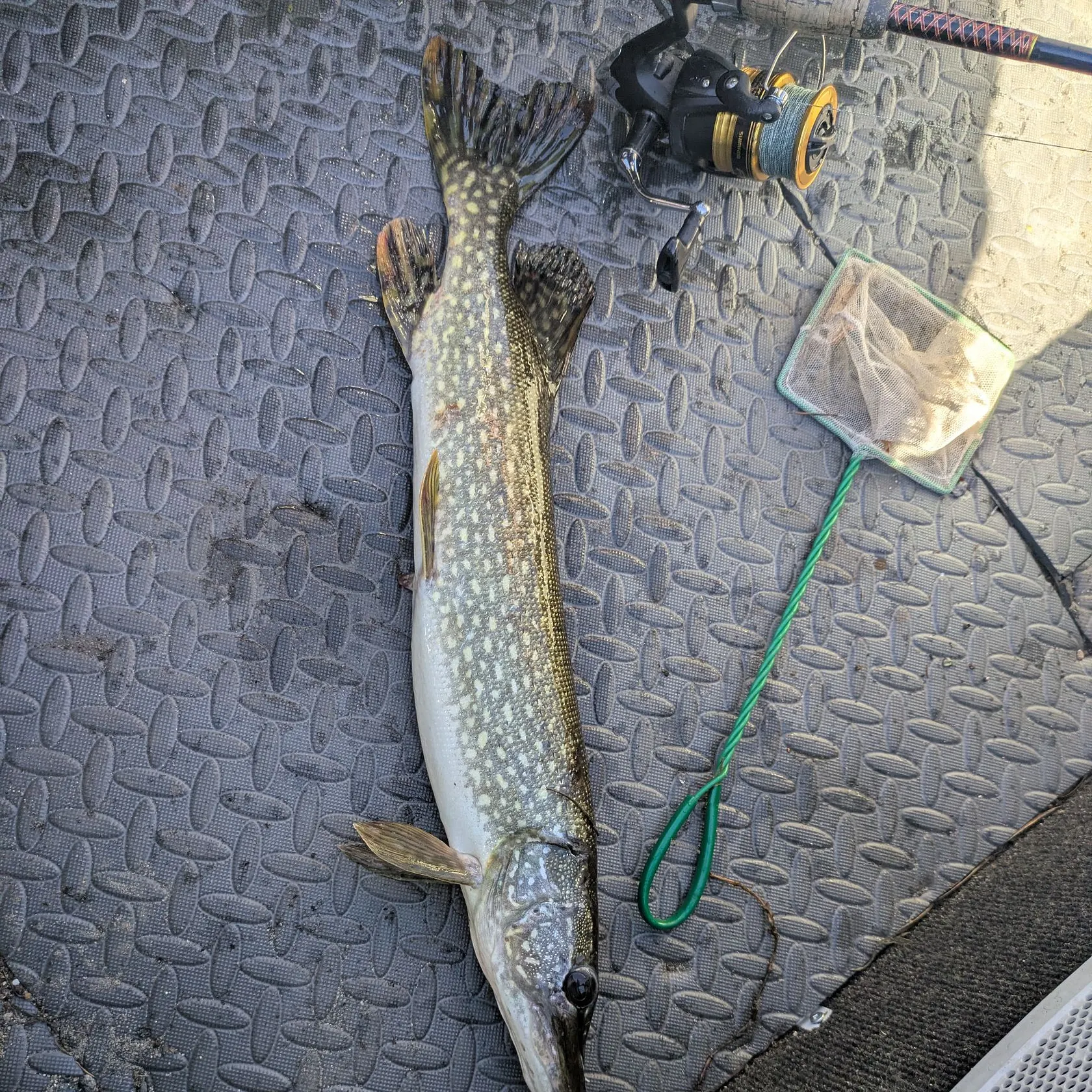 Northern pike caught on Fishbrain