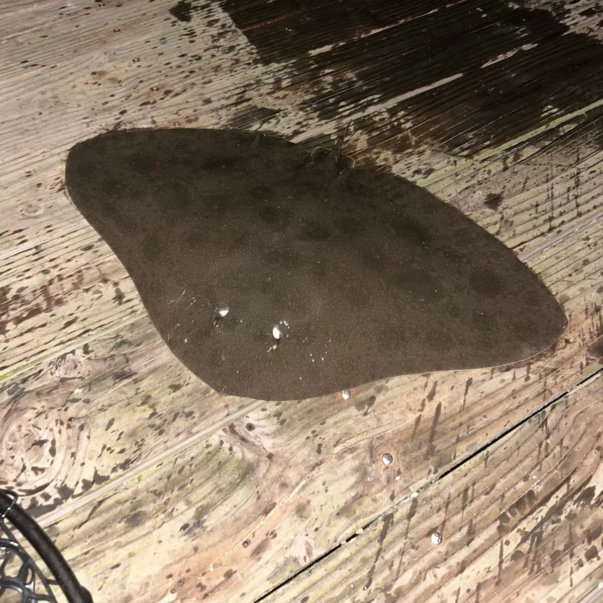 The most recent California butterfly ray catches on Fishbrain