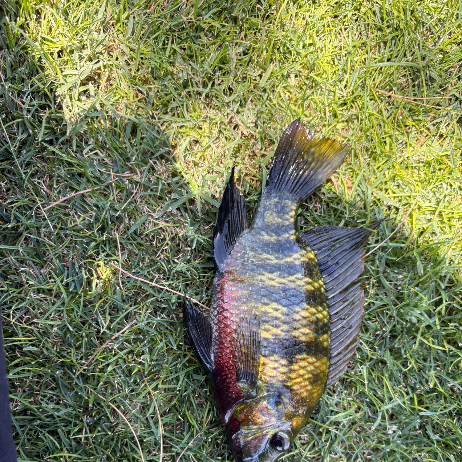 The most recent Redbelly tilapia catches on Fishbrain