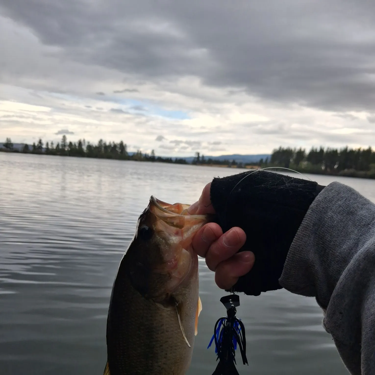 Largemouth bass caught on Fishbrain
