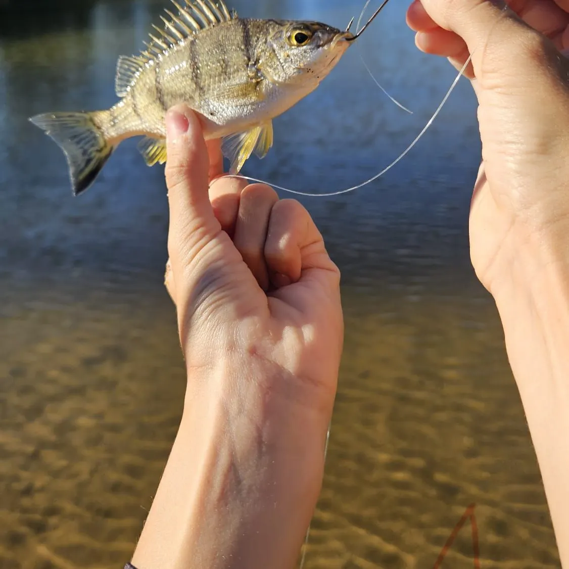 The most recent Spangled perch catches on Fishbrain