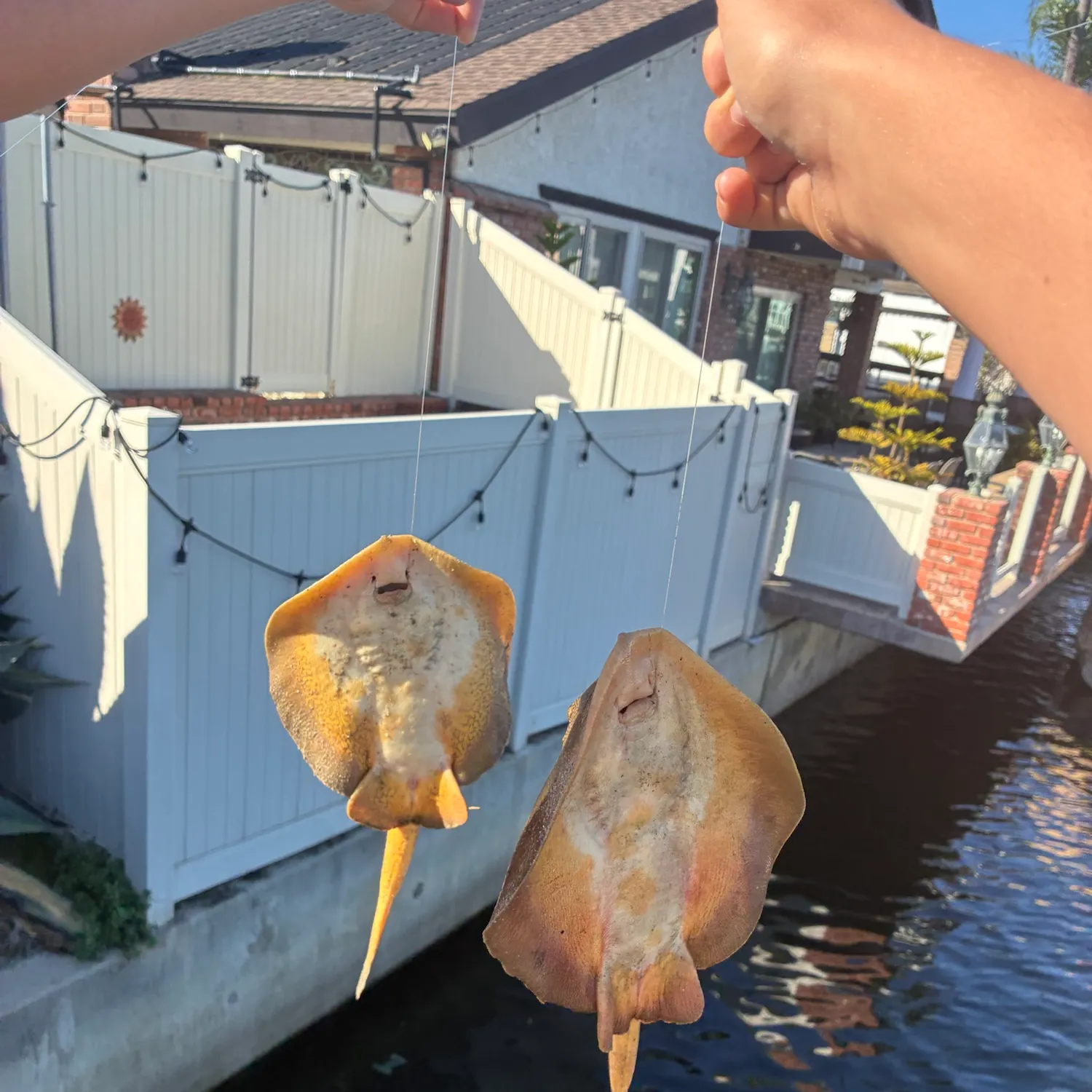 Haller's round ray caught on Fishbrain