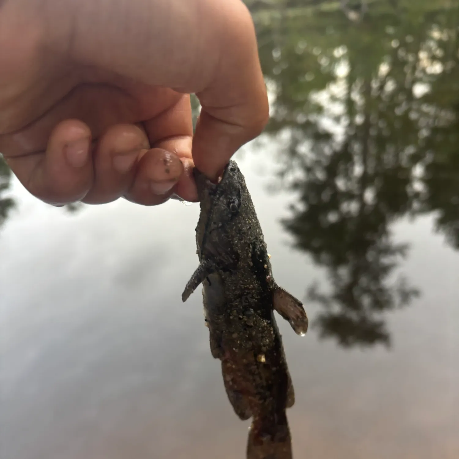 Black bullhead caught on Fishbrain