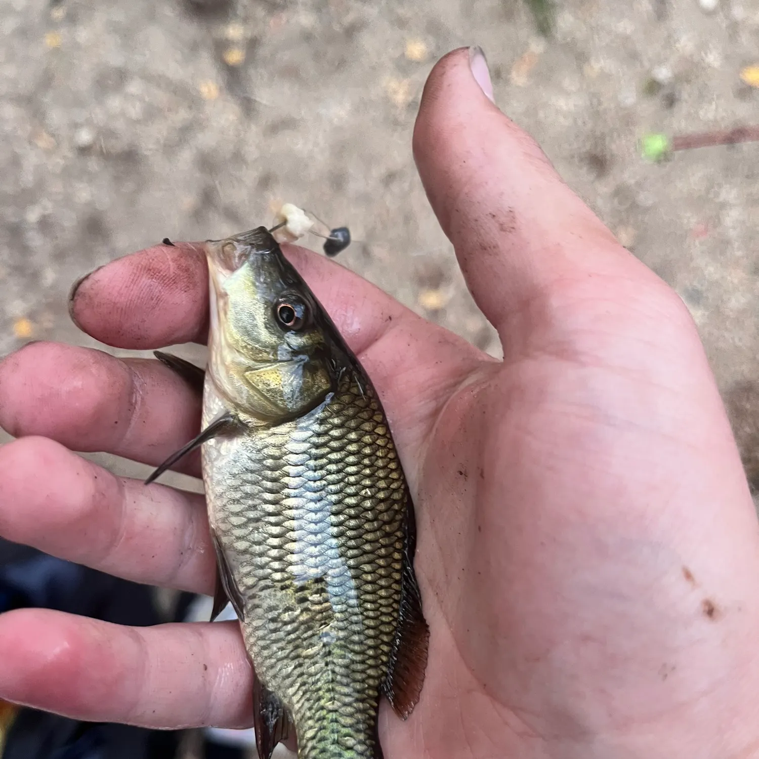 Common carp caught on Fishbrain