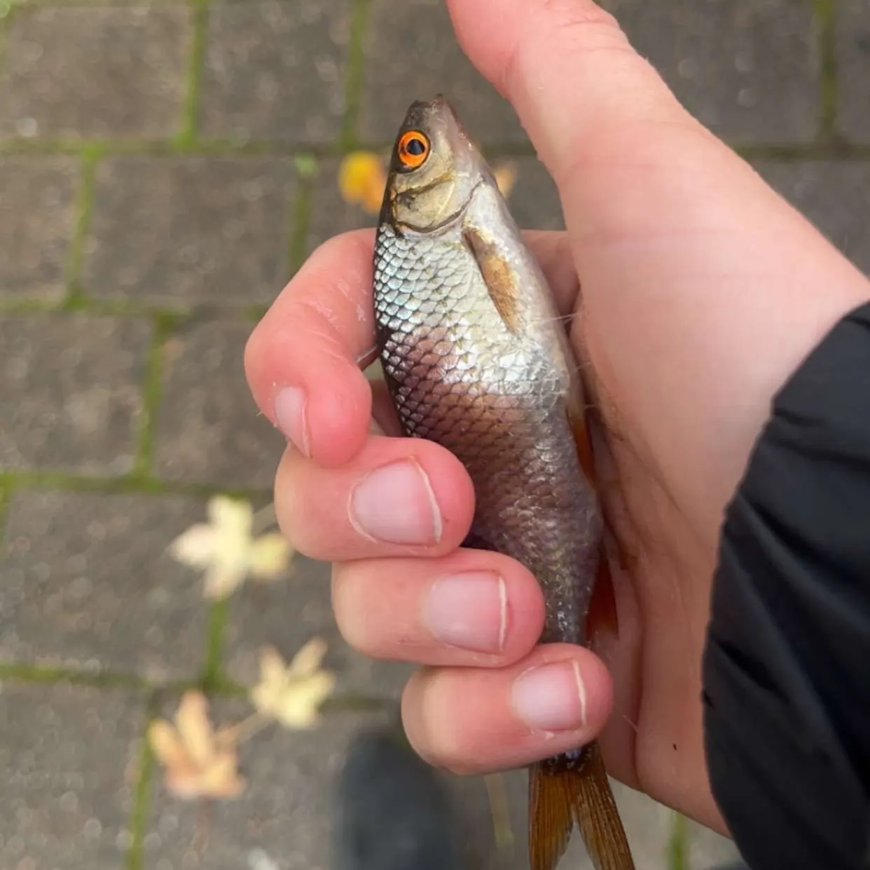 Common roach caught on Fishbrain