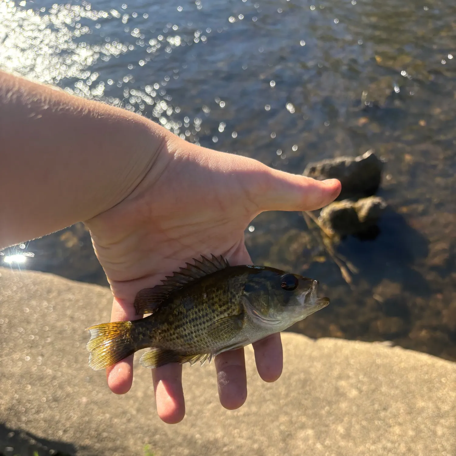 Rock bass caught on Fishbrain