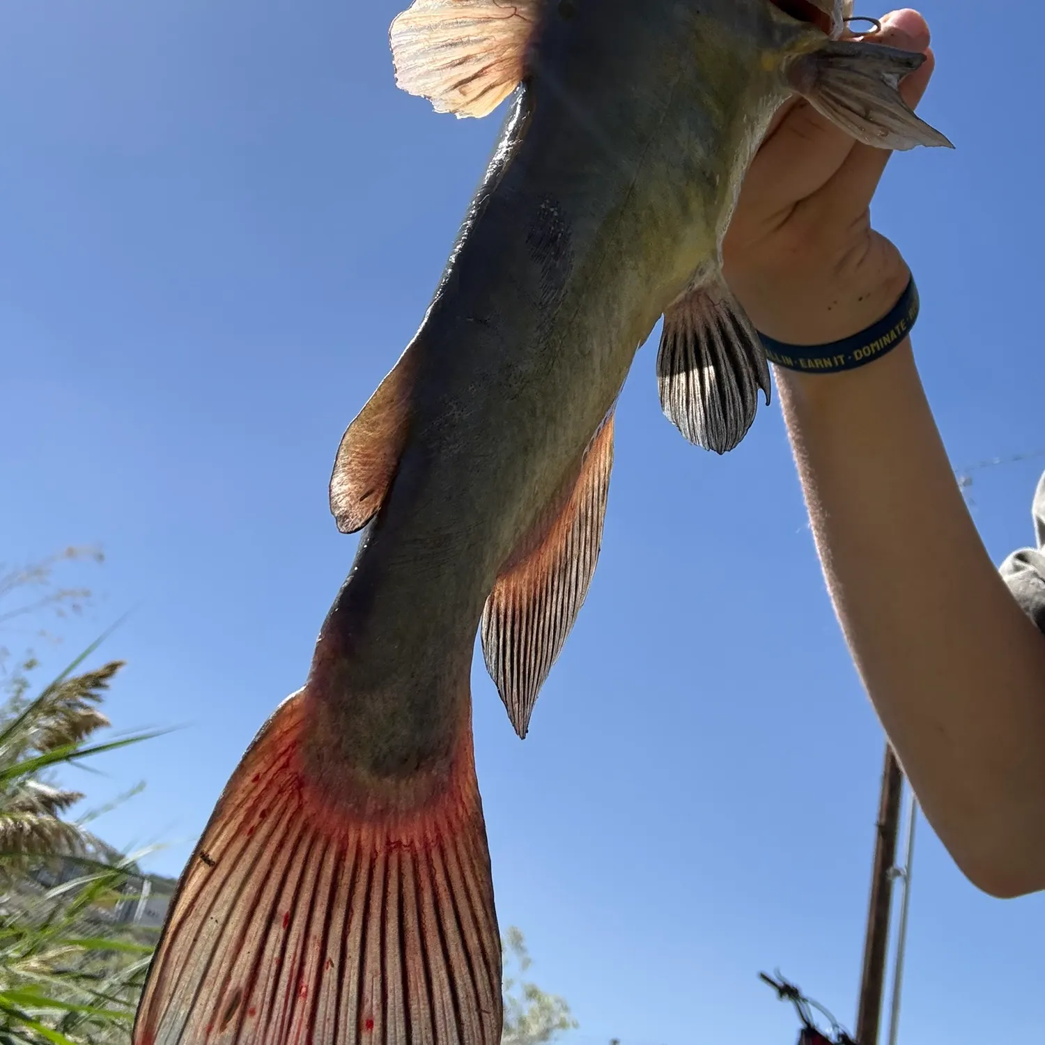 Yellow bullhead caught on Fishbrain