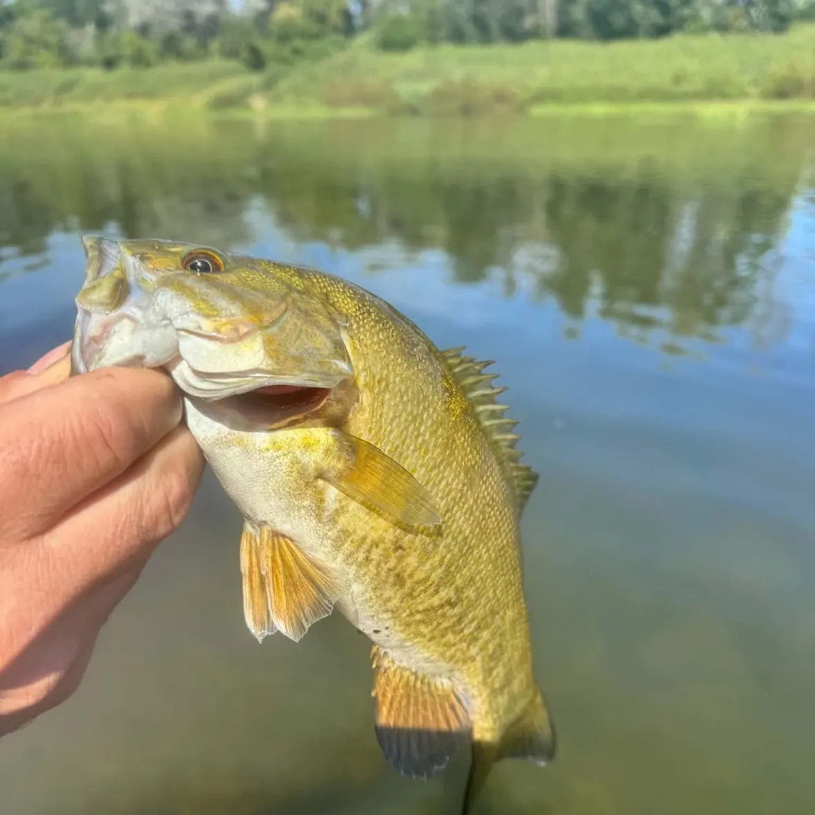 Smallmouth bass caught on Fishbrain