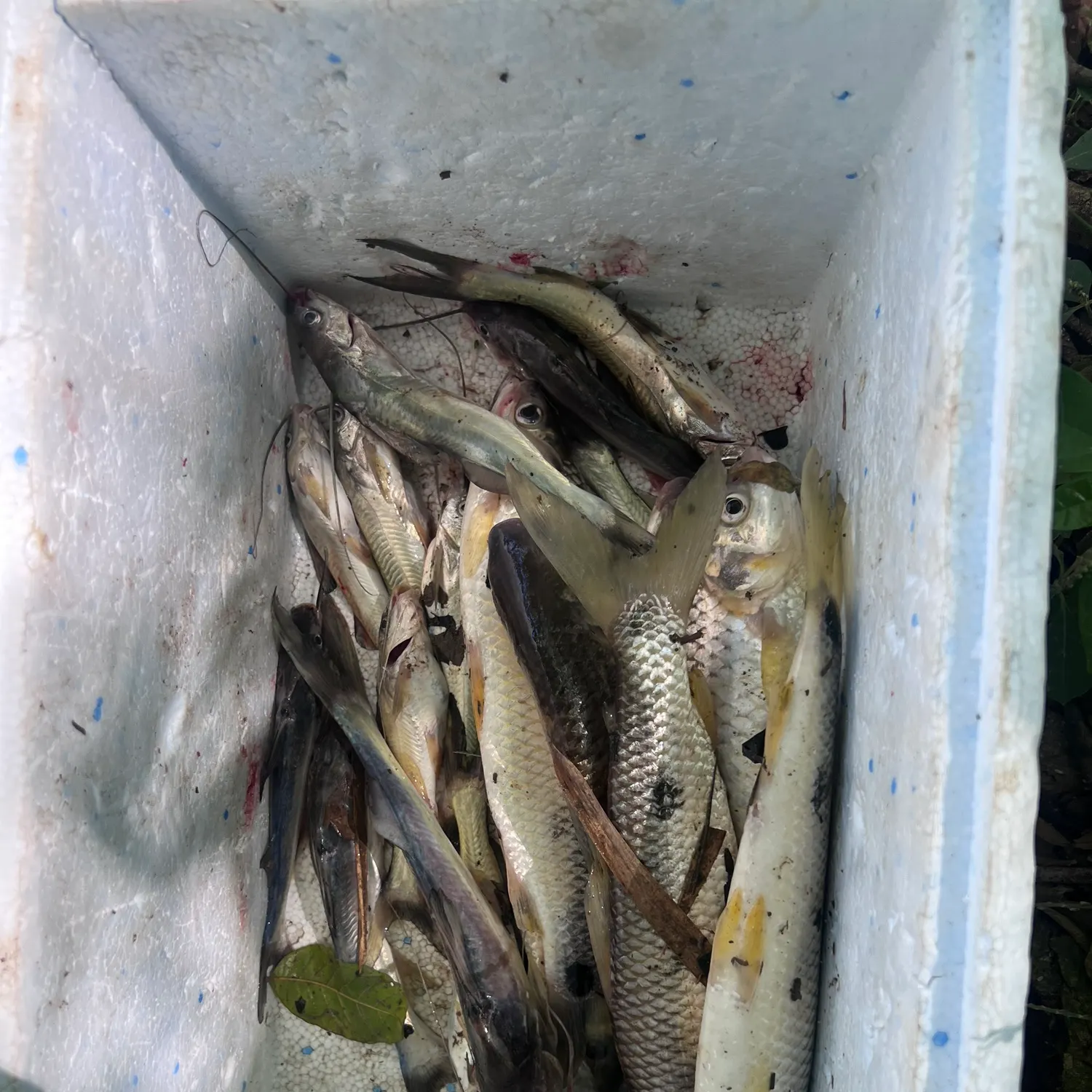 The most recent White pimelodus catches on Fishbrain