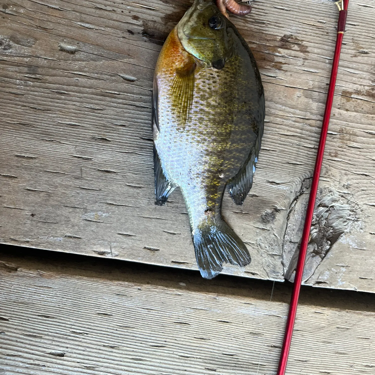 Bluegill caught on Fishbrain