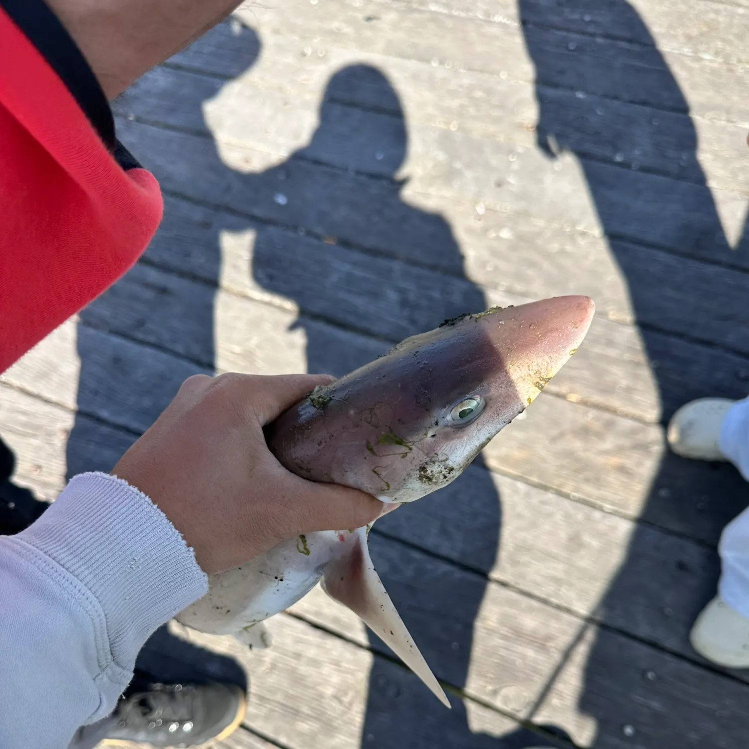 most liked catch image