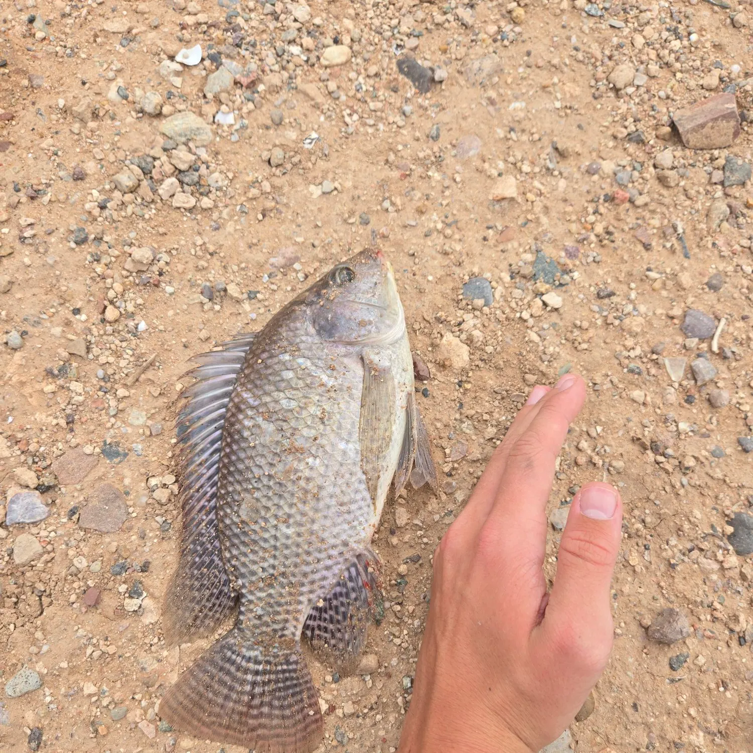 Nile tilapia caught on Fishbrain