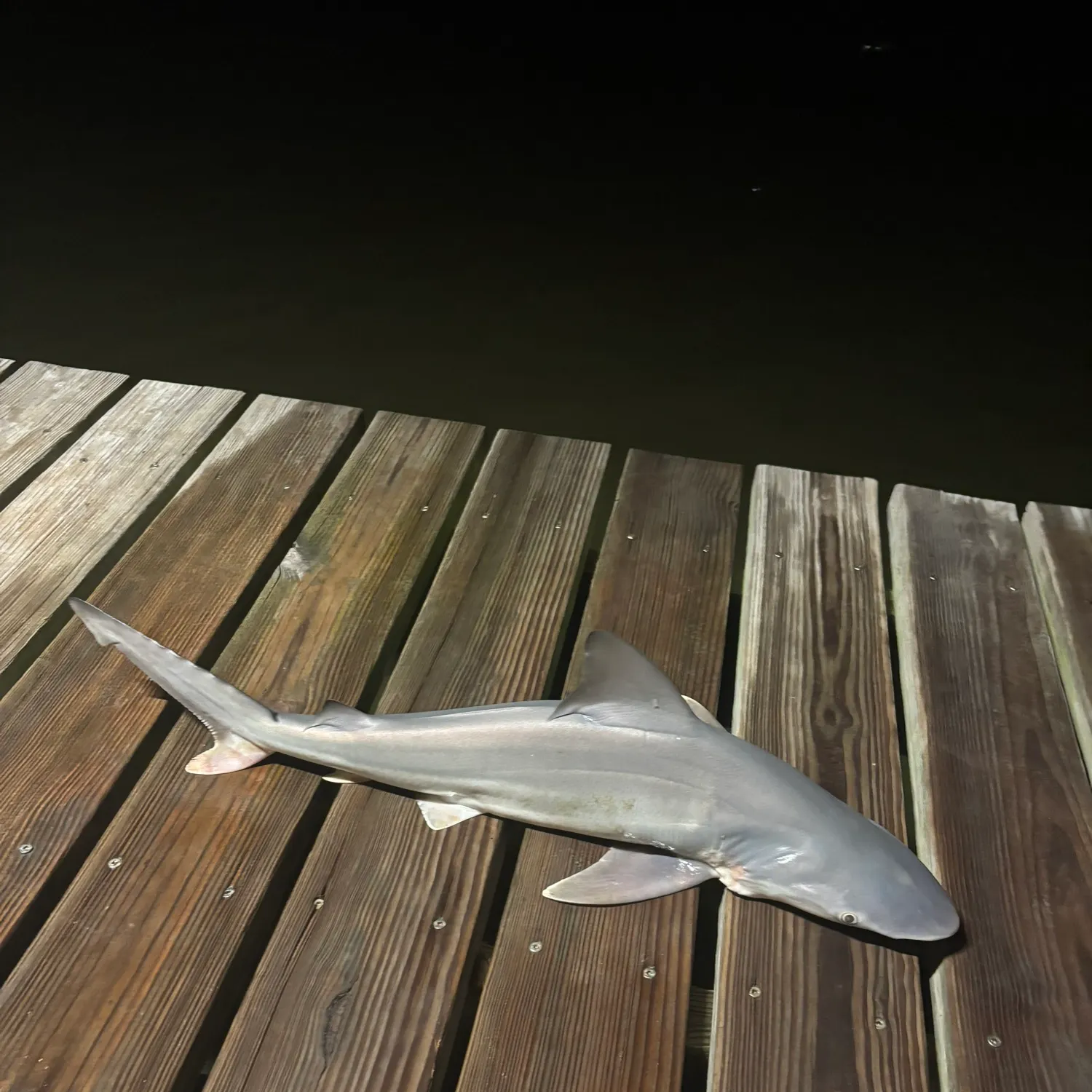 Sandbar shark caught on Fishbrain