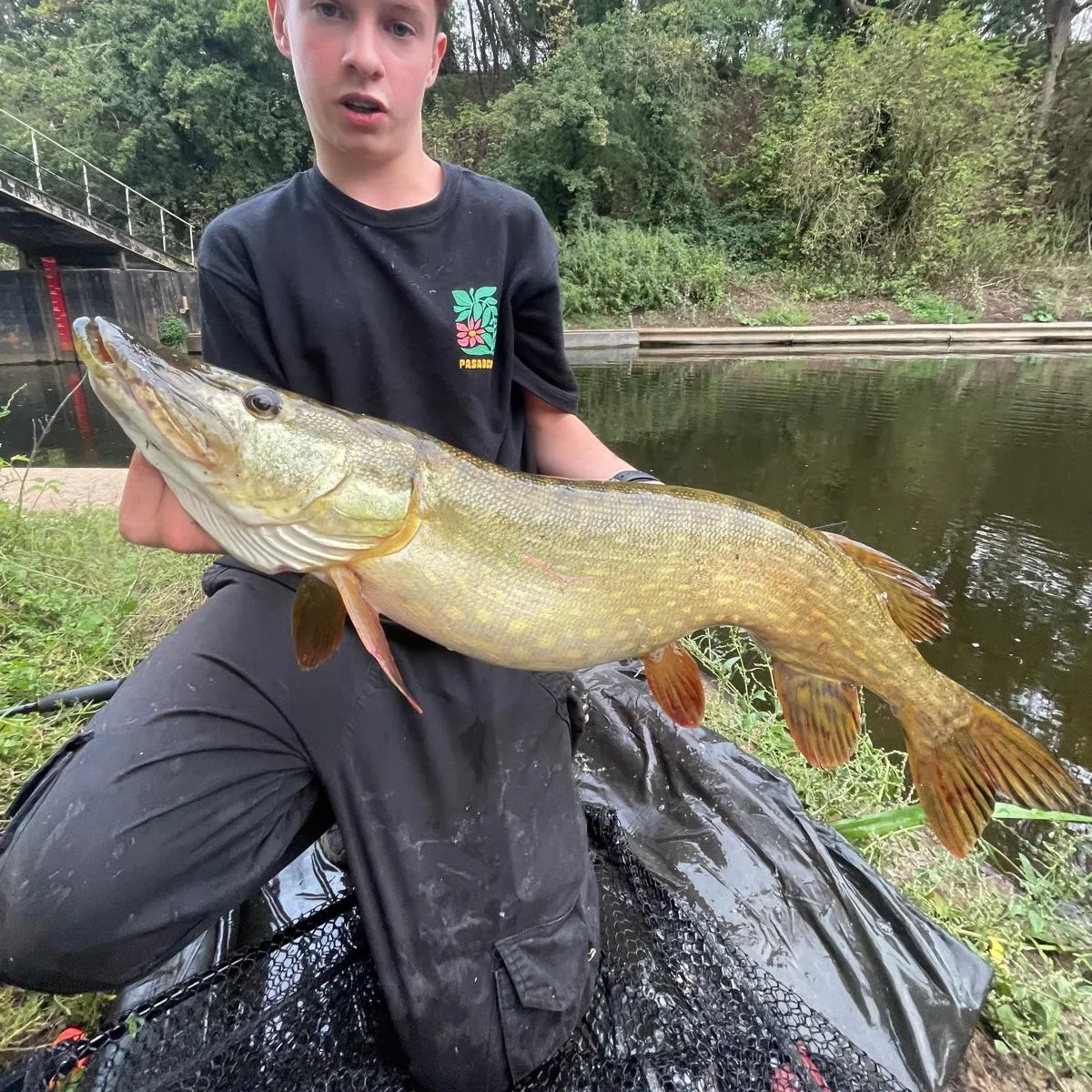 Northern pike caught on Fishbrain