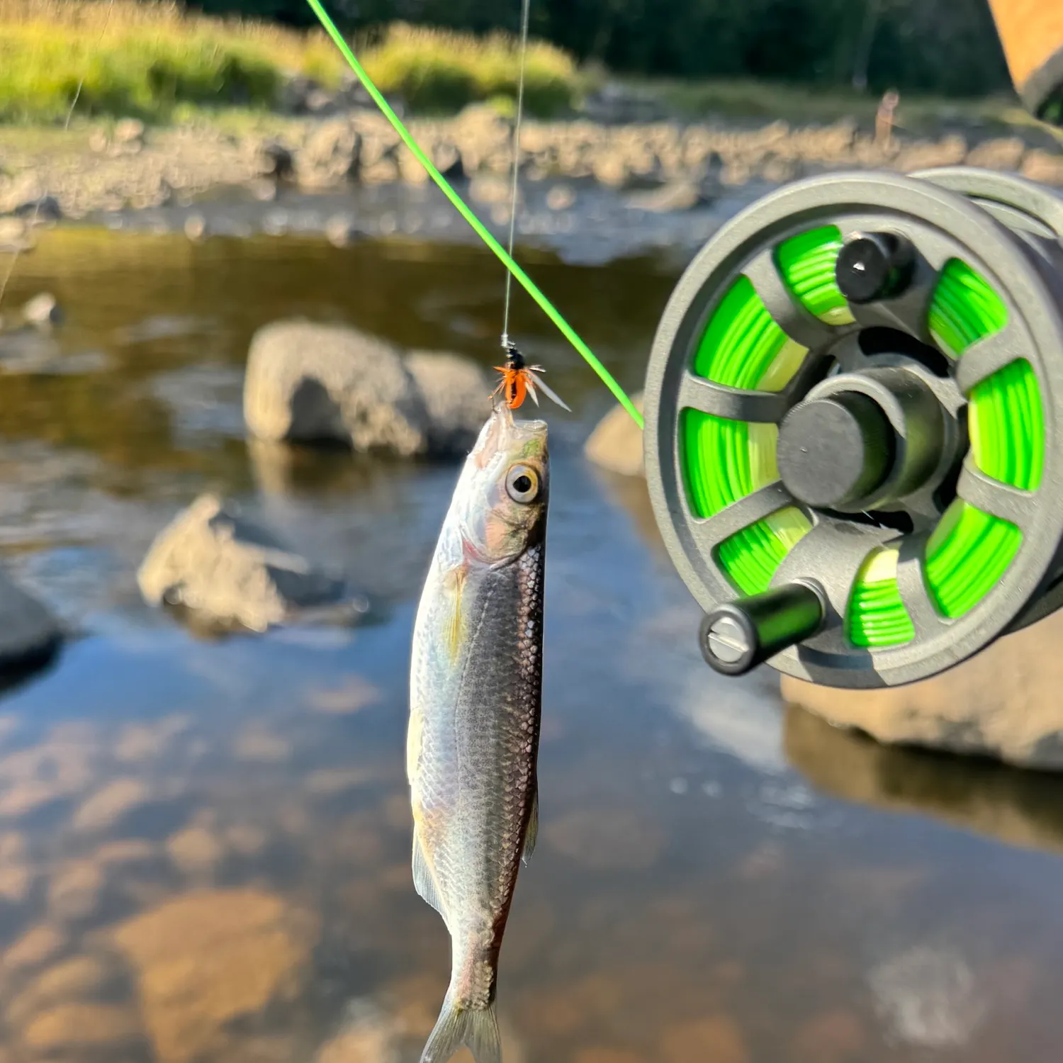 The most recent Common bleak catches on Fishbrain