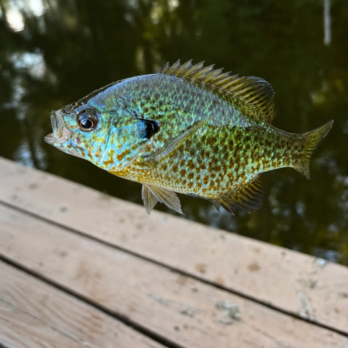 Bluegill caught on Fishbrain