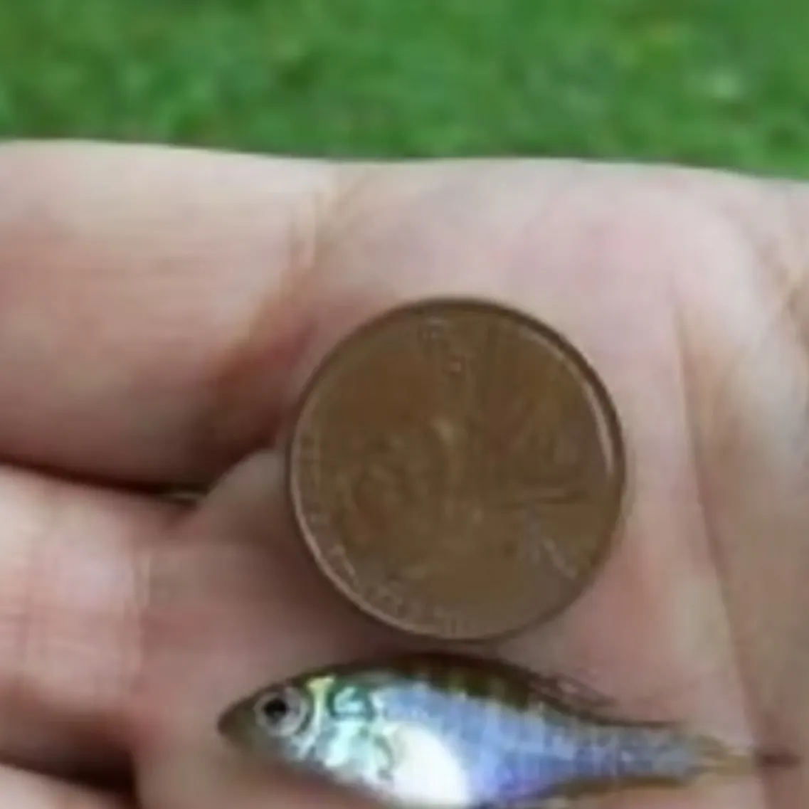 The most recent Whale shark catches on Fishbrain