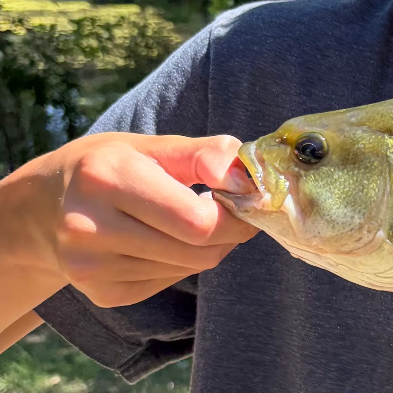 Fish caught on Fishbrain