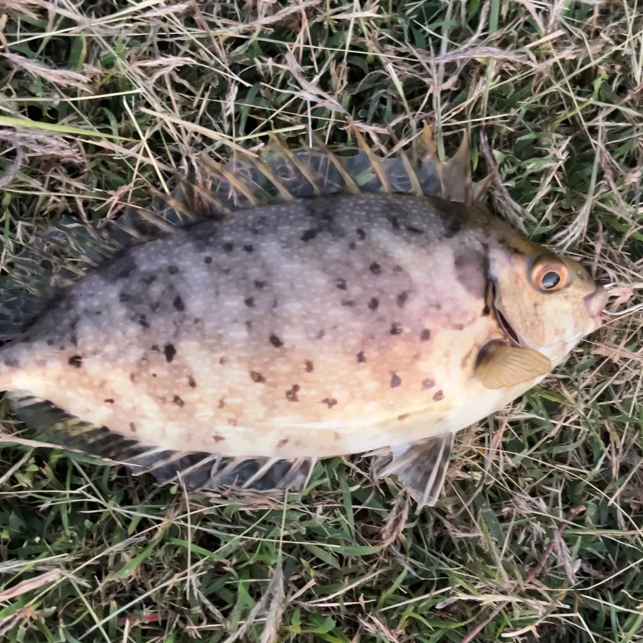 The most recent Mottled spinefoot catches on Fishbrain
