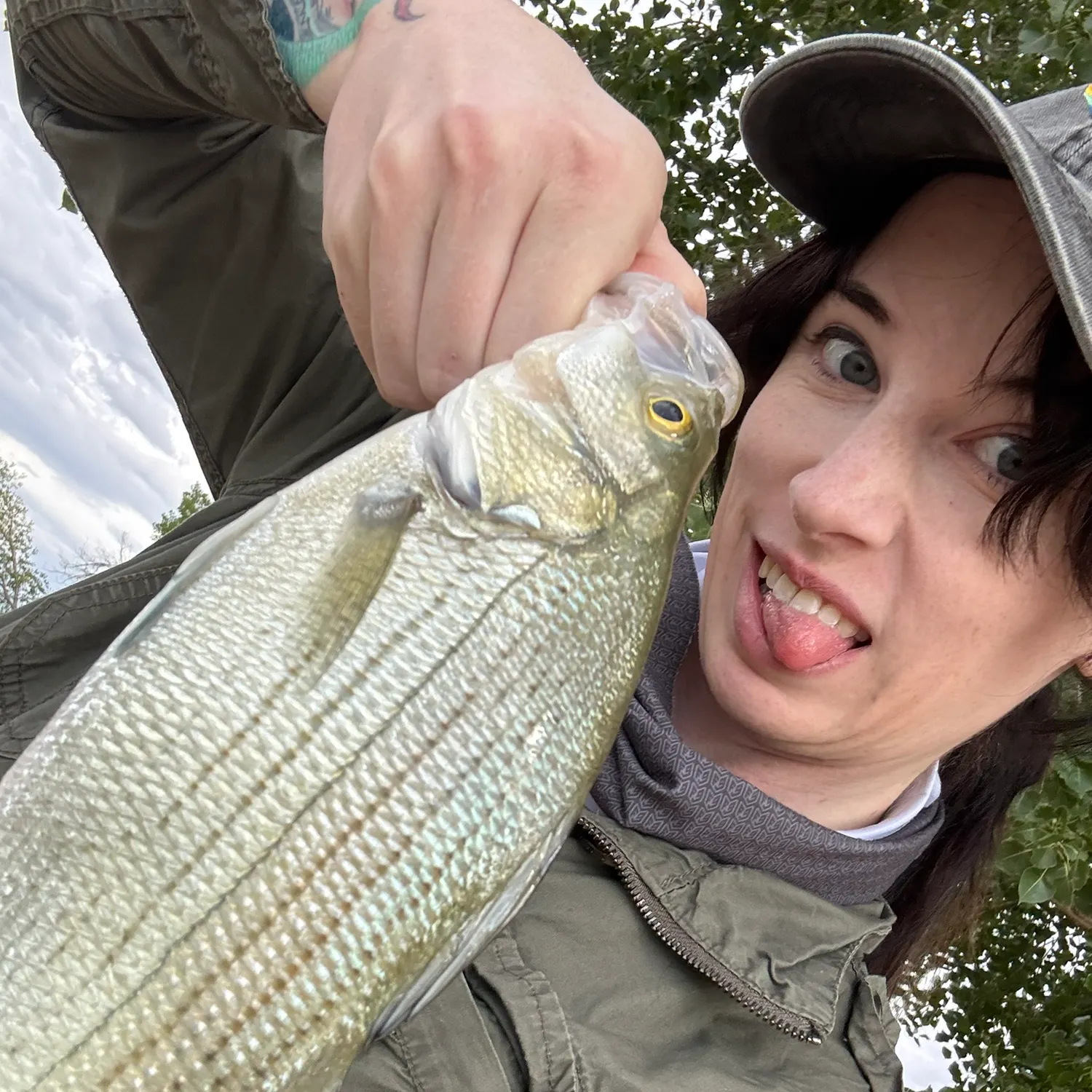 White bass caught on Fishbrain