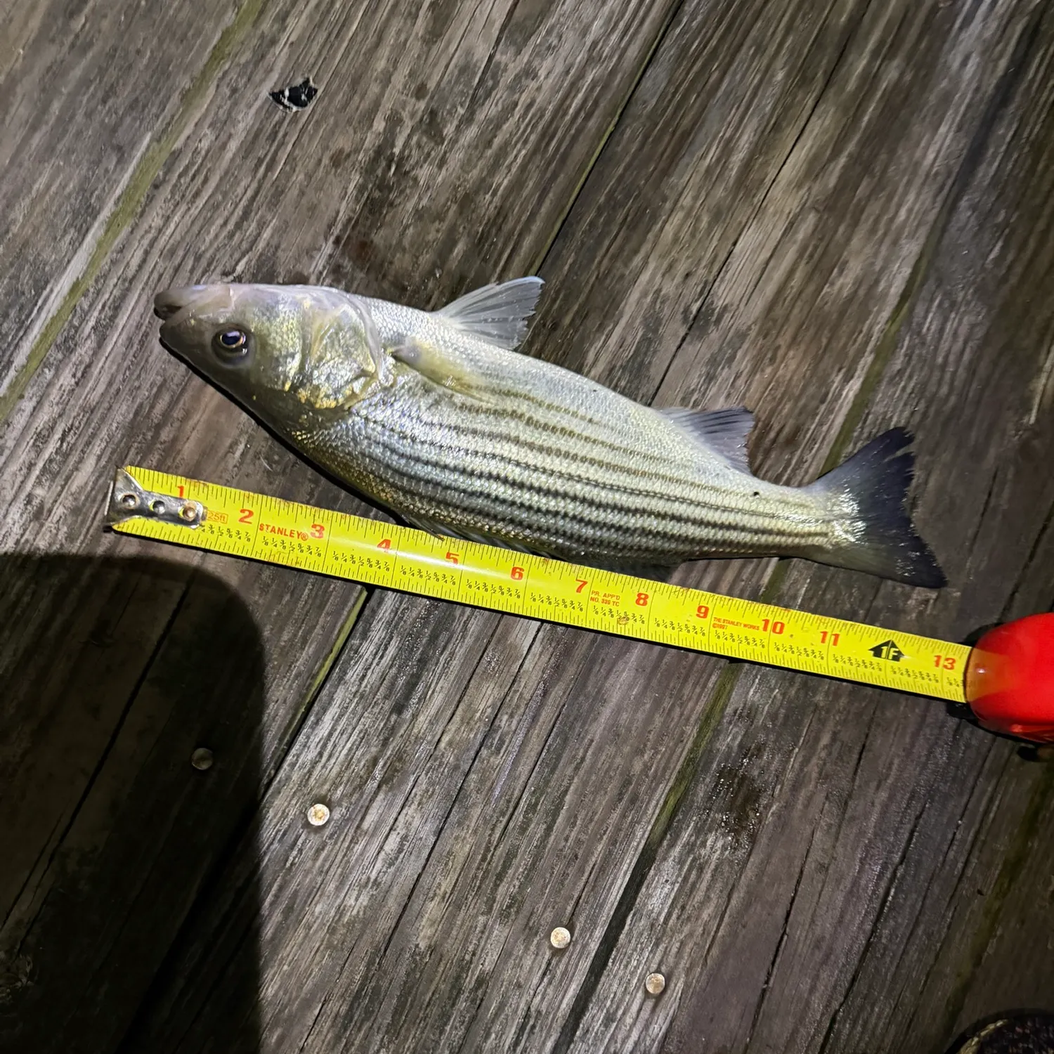 Striped bass caught on Fishbrain