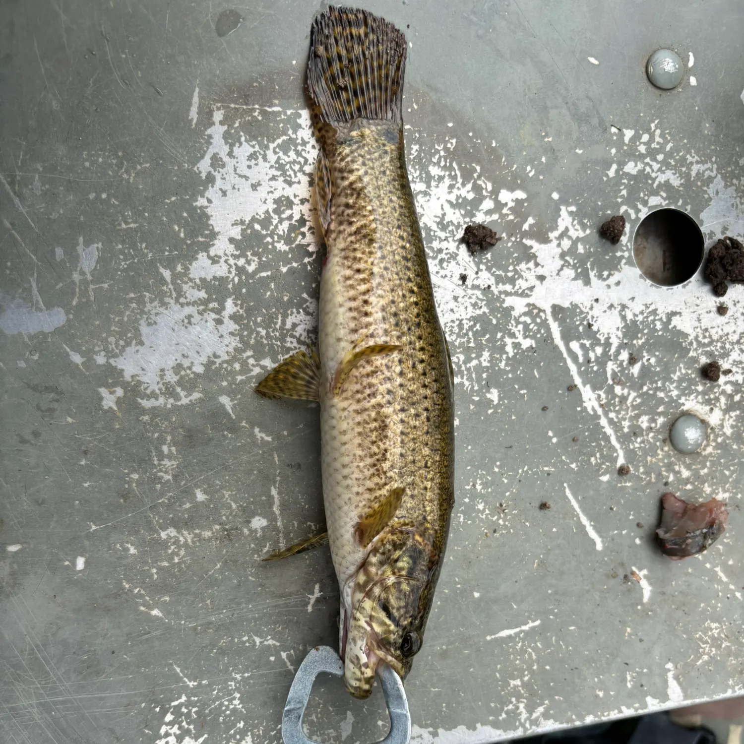 The most recent Trahira catches on Fishbrain