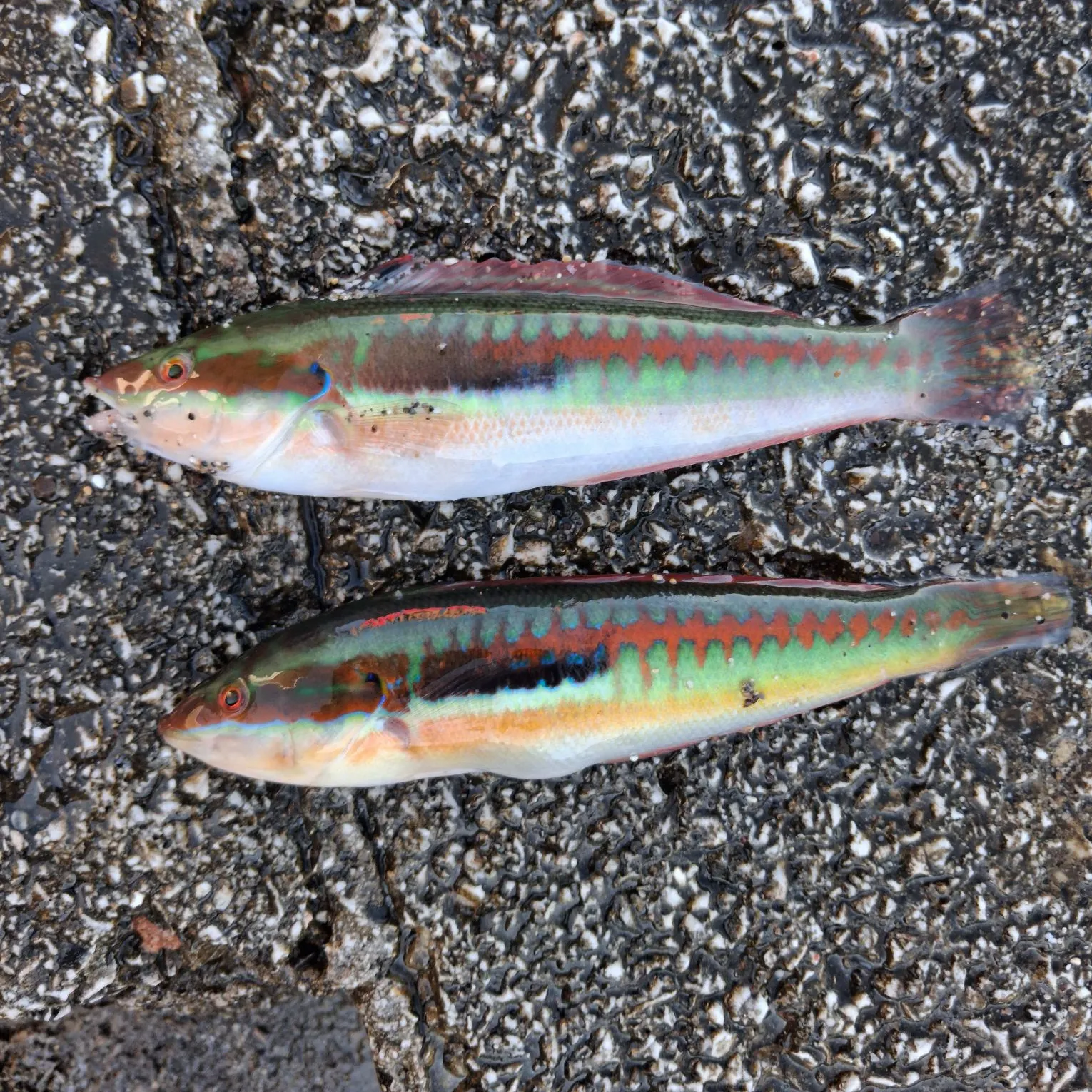 The most recent Mediterranean rainbow wrasse catches on Fishbrain
