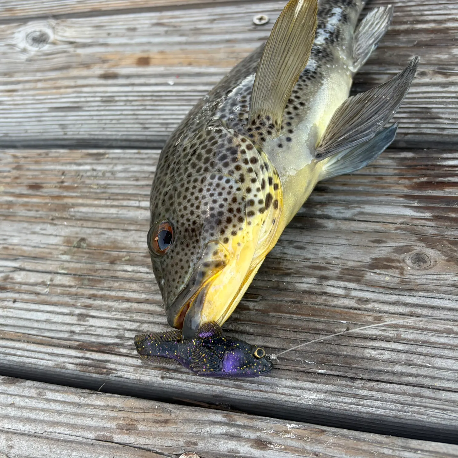 Spotted sand bass caught on Fishbrain
