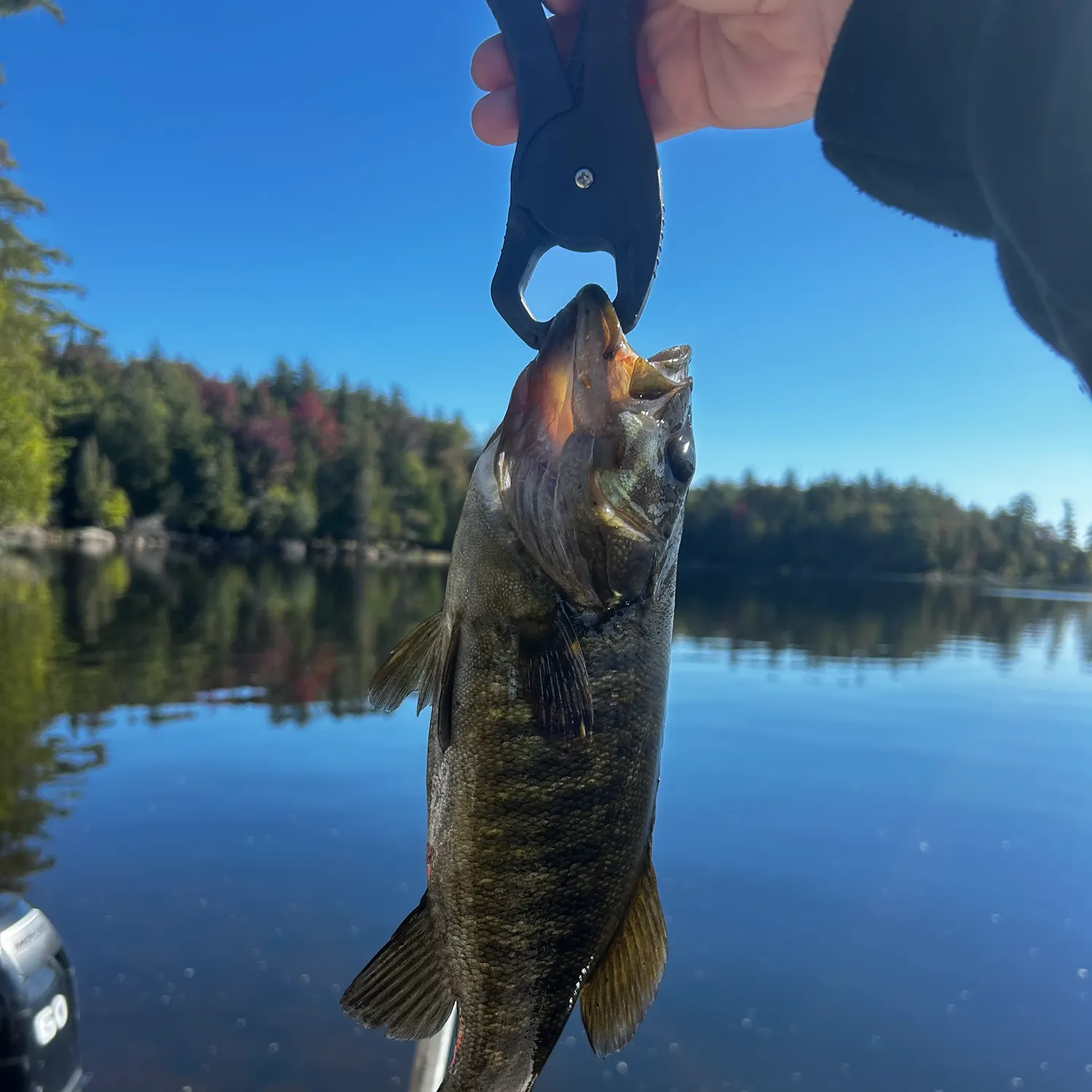 Smallmouth bass caught on Fishbrain