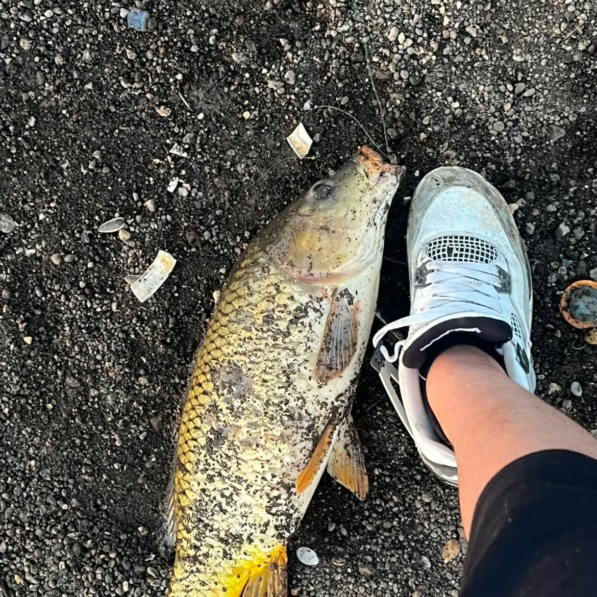 Common carp caught on Fishbrain
