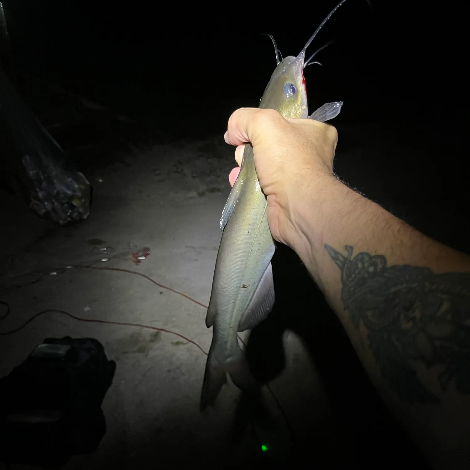 Channel catfish caught on Fishbrain