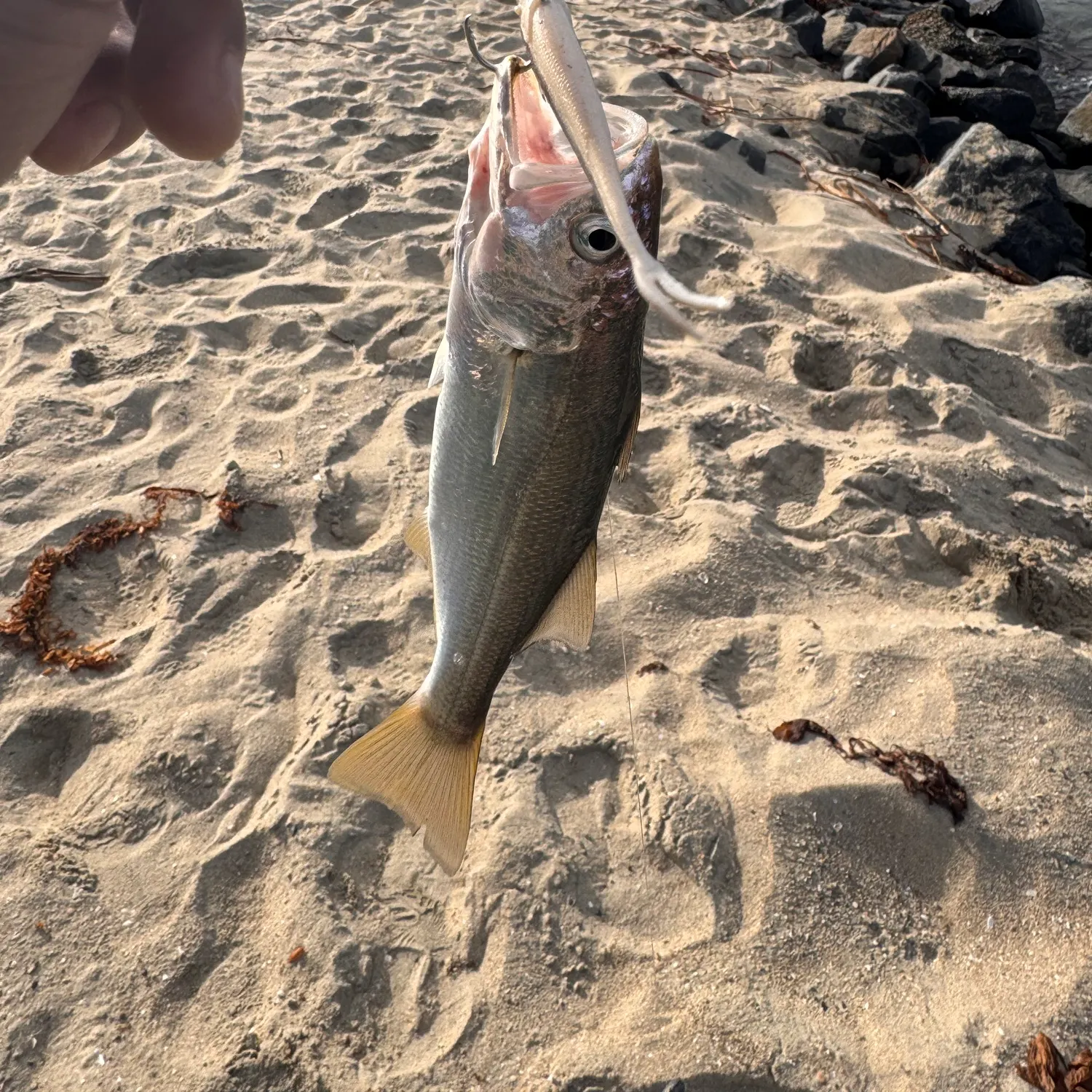 The most recent Queenfish catches on Fishbrain