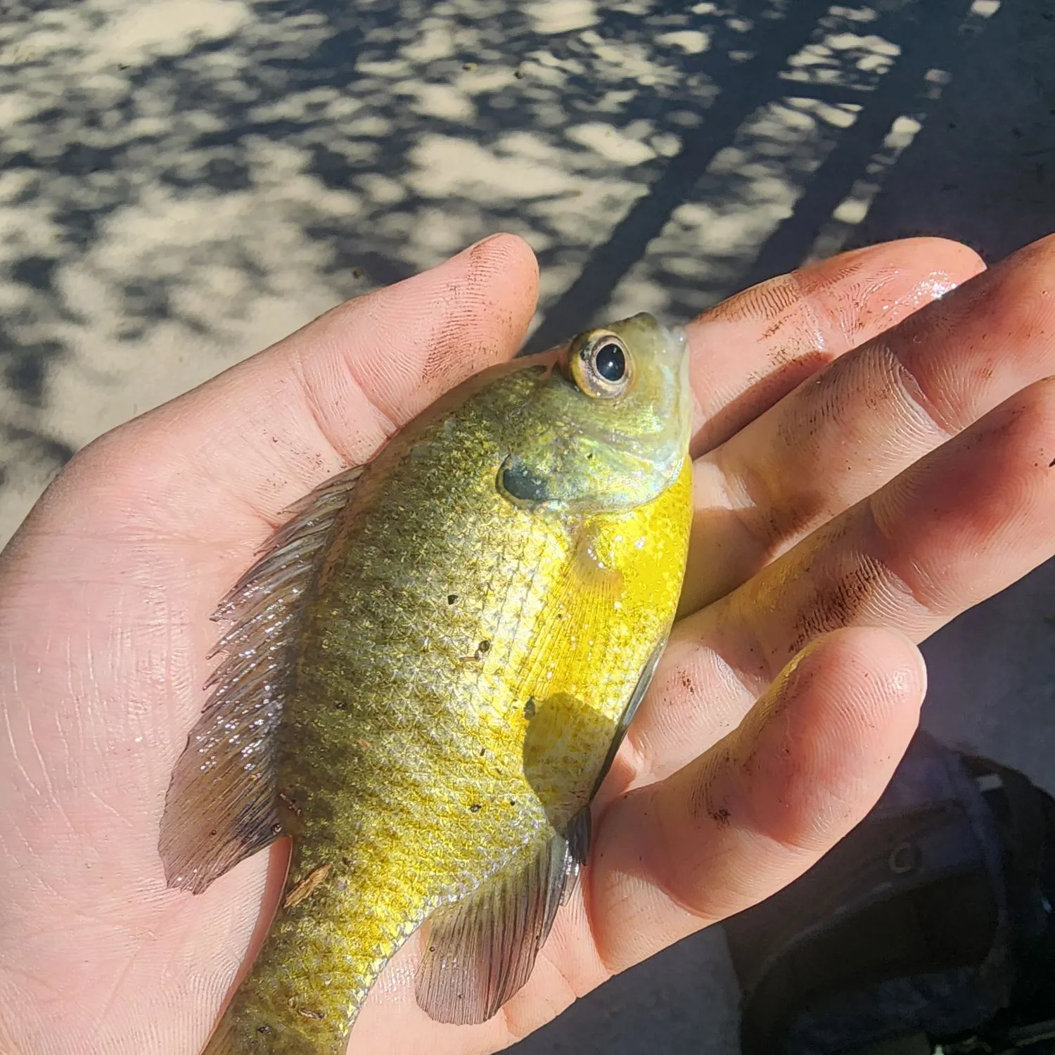 Bluegill caught on Fishbrain