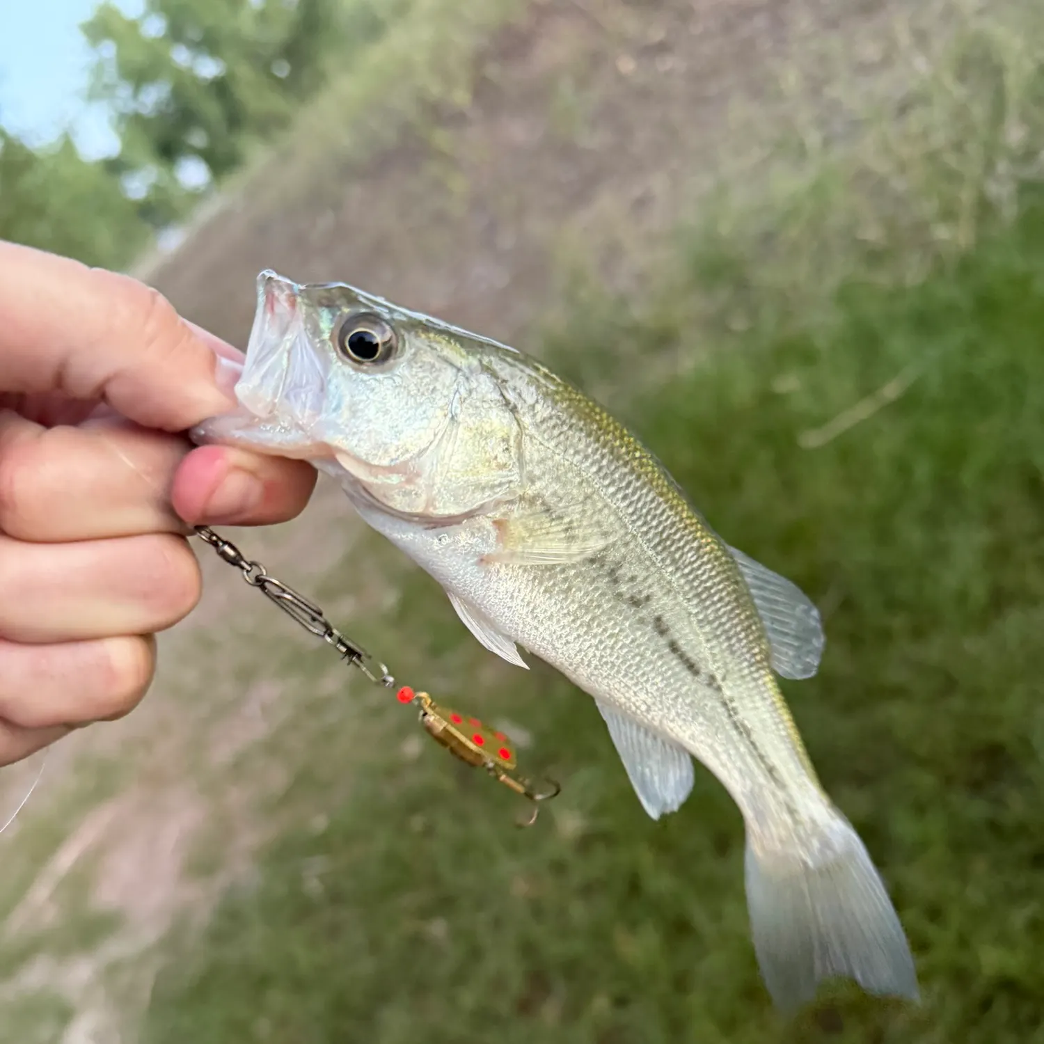 Largemouth bass caught on Fishbrain