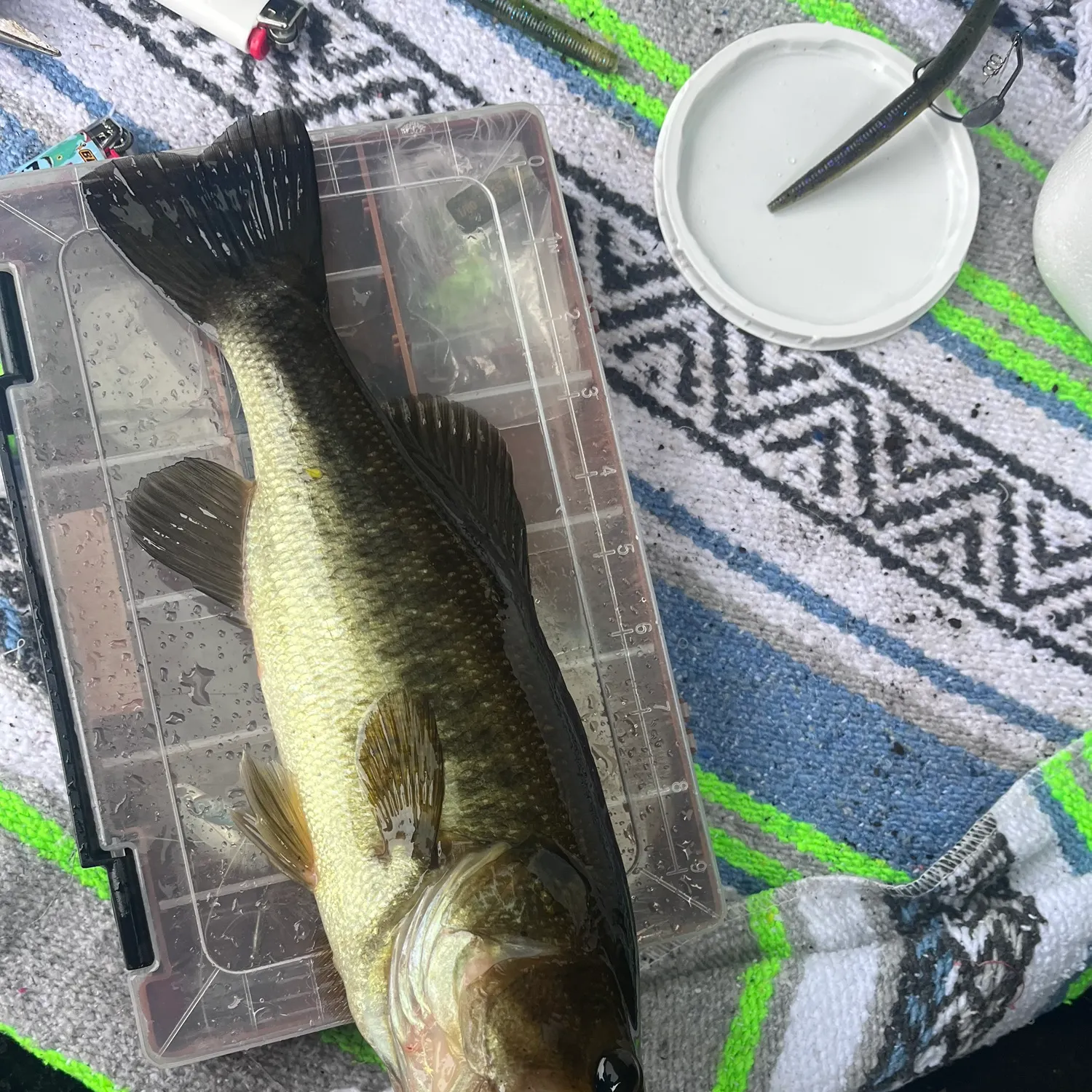 Largemouth bass caught on Fishbrain