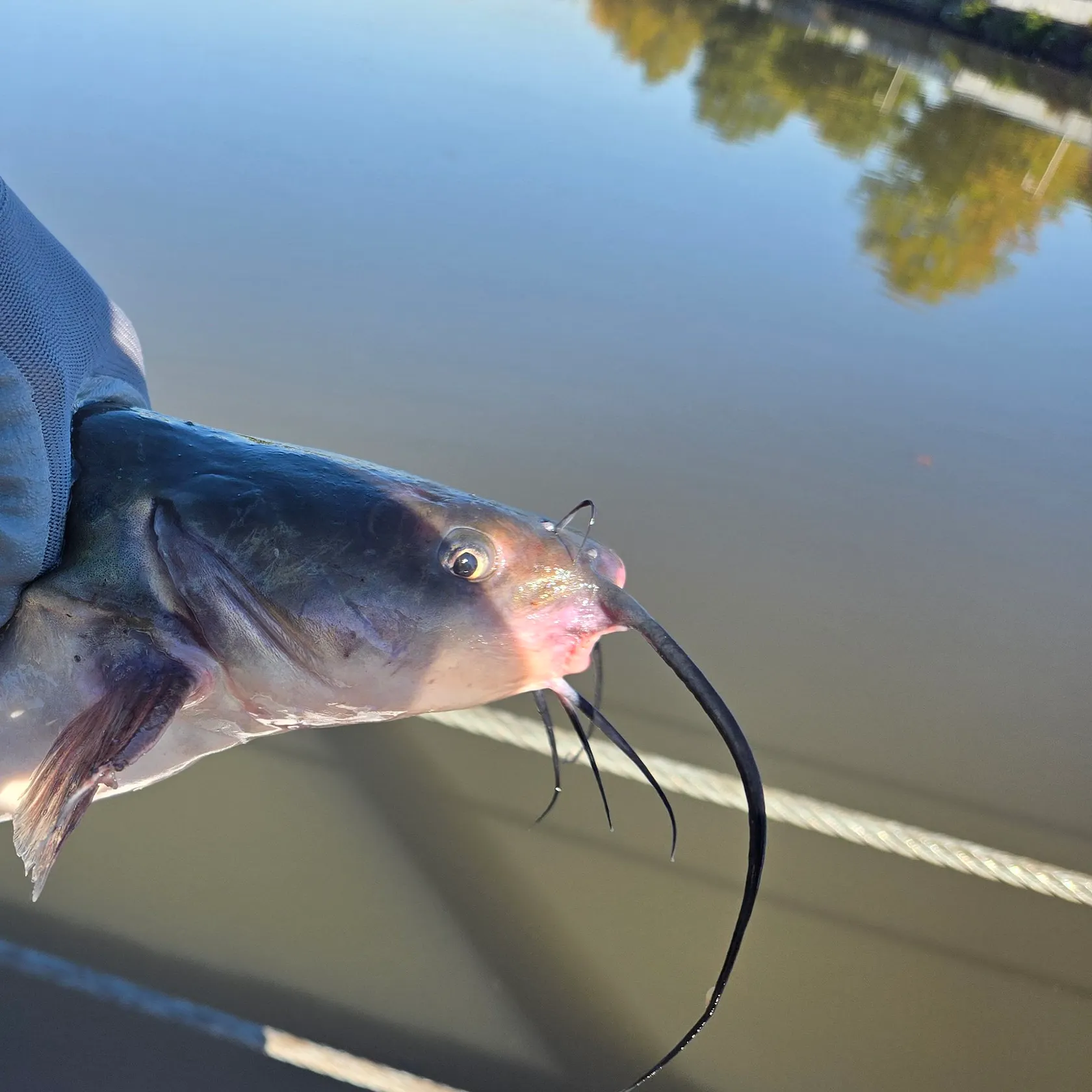 Channel catfish caught on Fishbrain