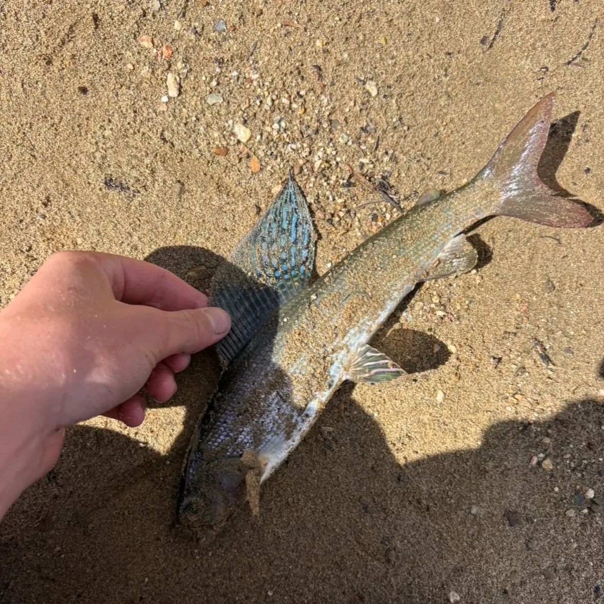 Arctic grayling caught on Fishbrain