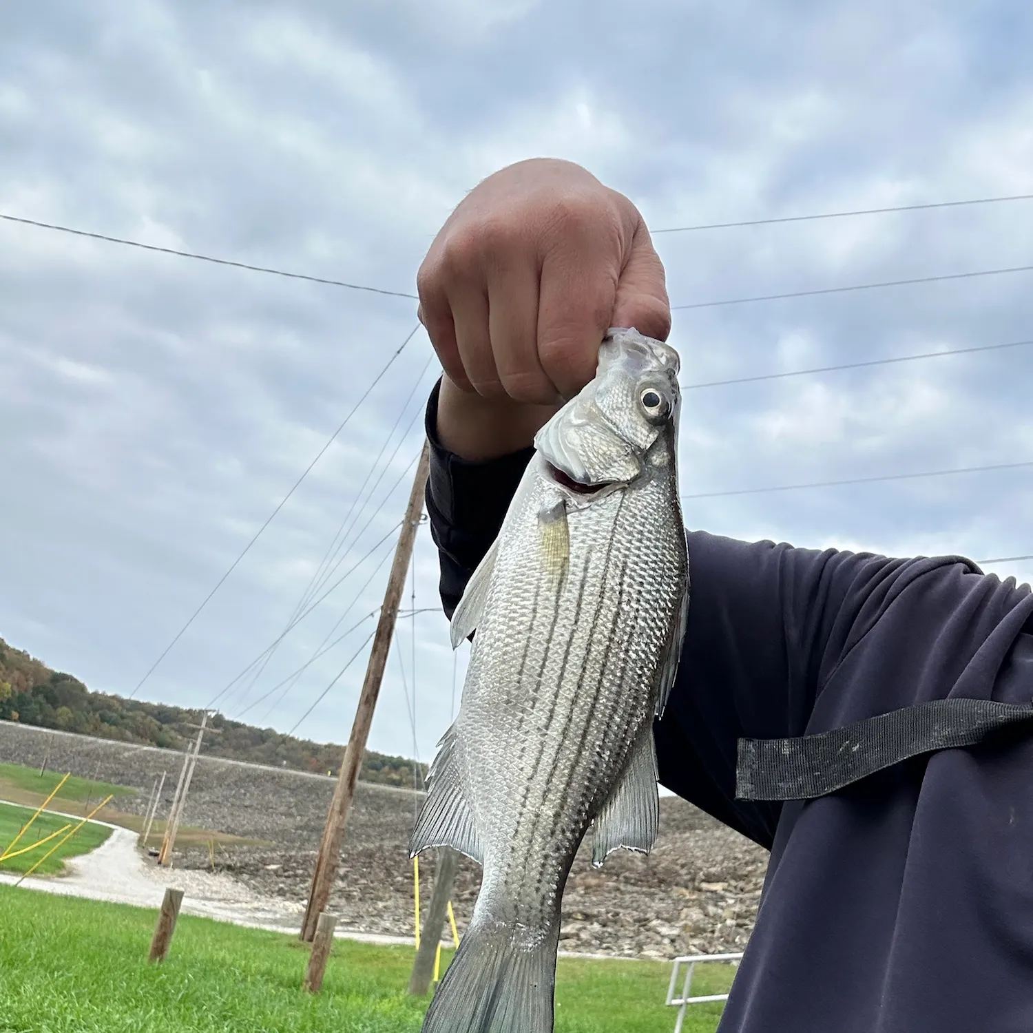 White bass caught on Fishbrain