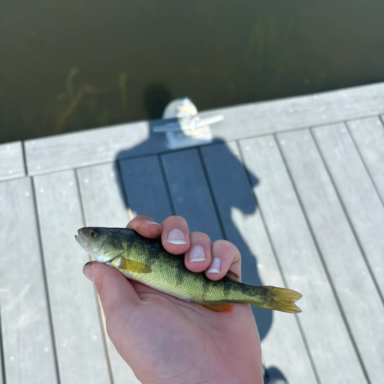 Yellow perch caught on Fishbrain