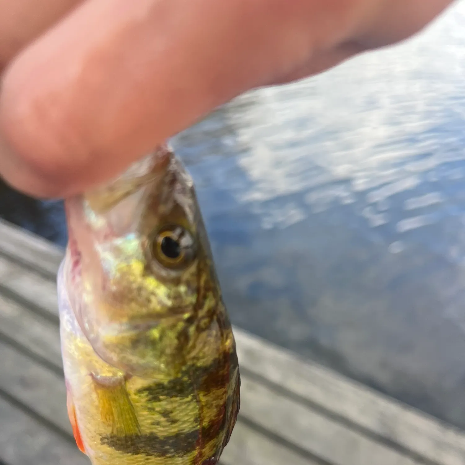 Yellow perch caught on Fishbrain
