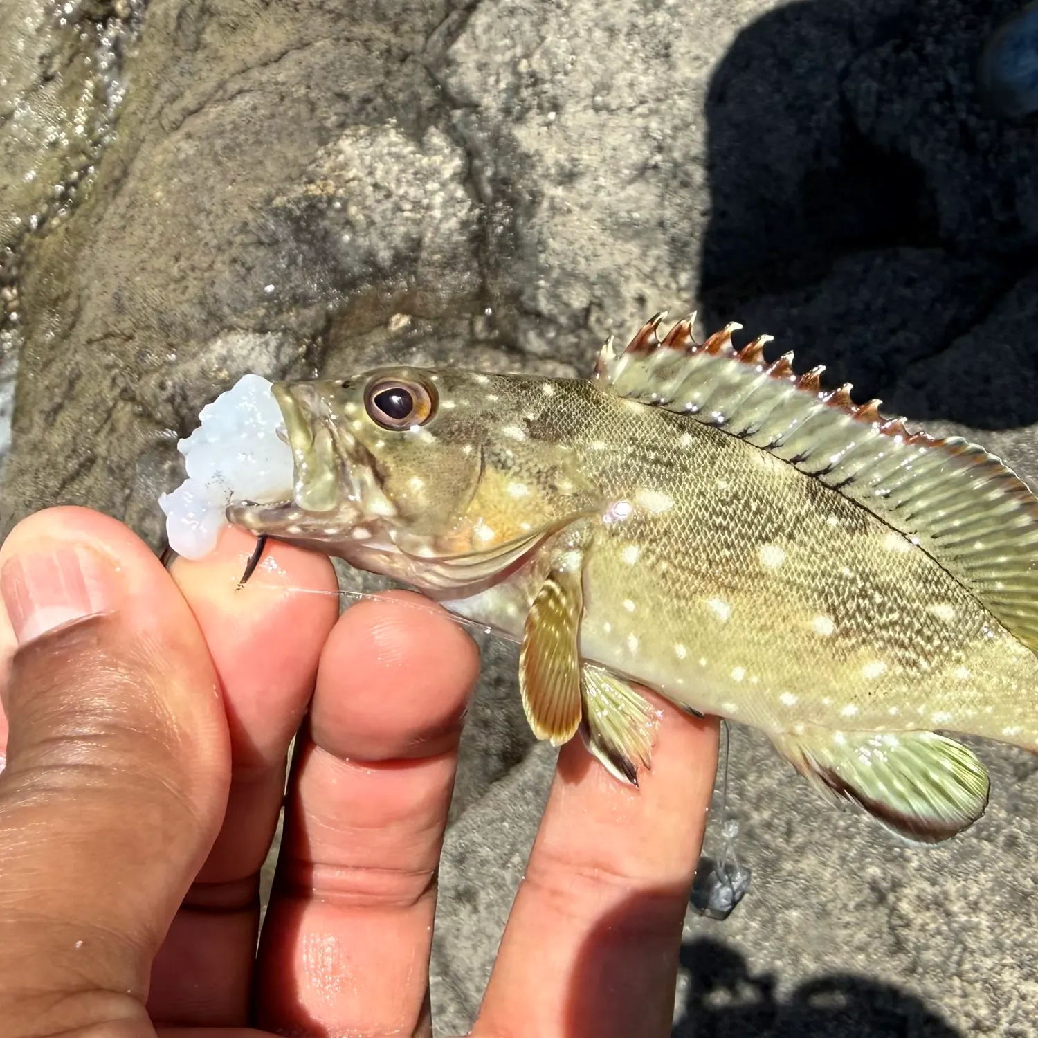 The most recent Starry grouper catches on Fishbrain