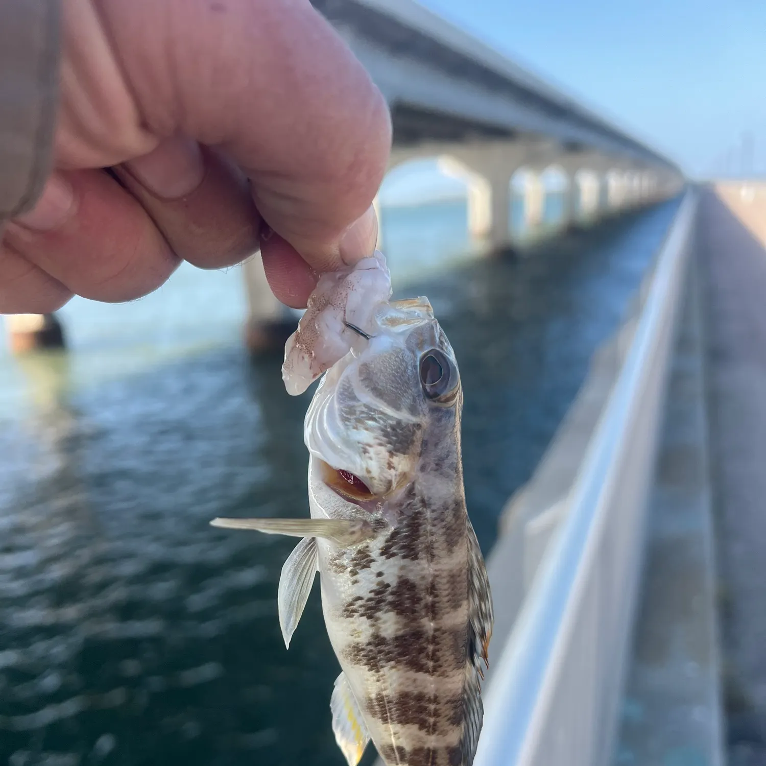 The most recent Rock sea bass catches on Fishbrain