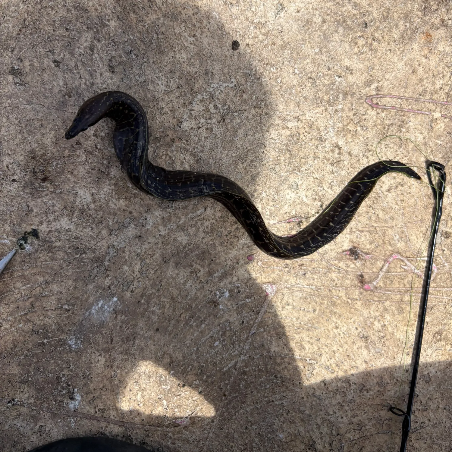 The most recent Harlequin snake eel catches on Fishbrain