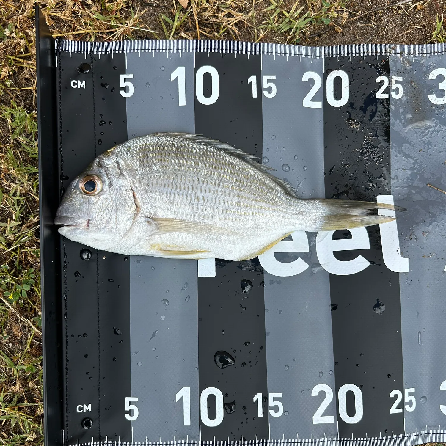 Goldlined seabream caught on Fishbrain
