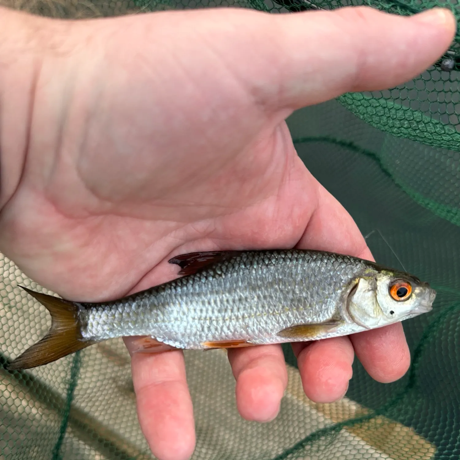 Common roach caught on Fishbrain