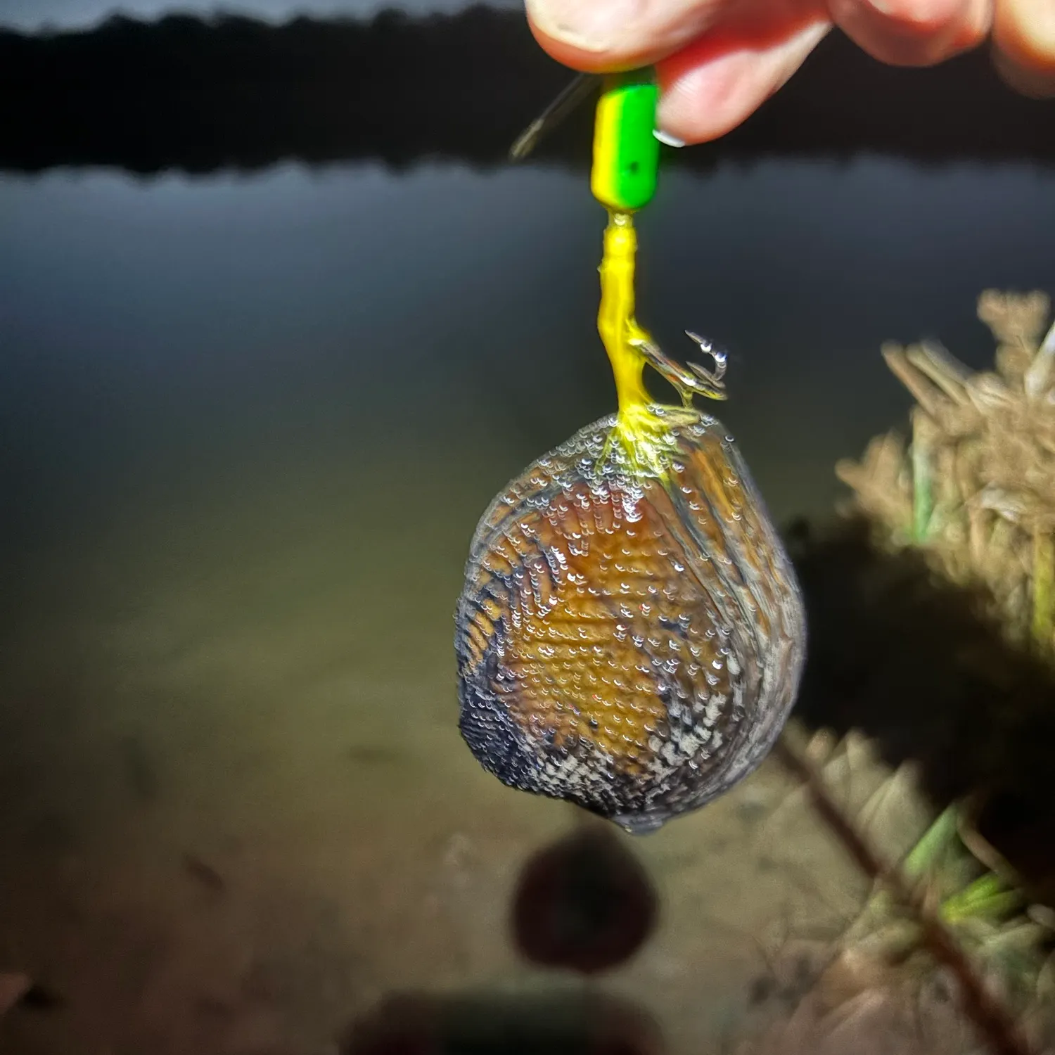 Pimpleback mussel caught on Fishbrain