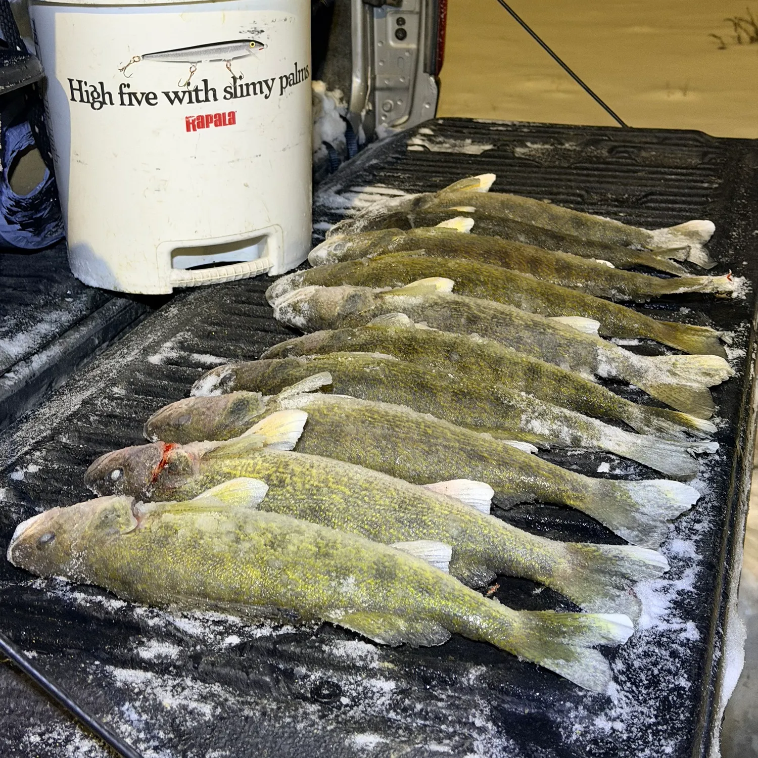 recently logged catches