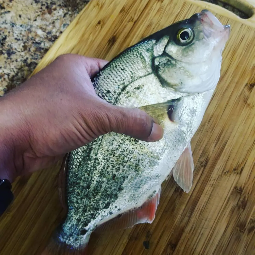 ᐅ Armstrong Bay fishing reports🎣• Ocean Shores, WA (United States) fishing